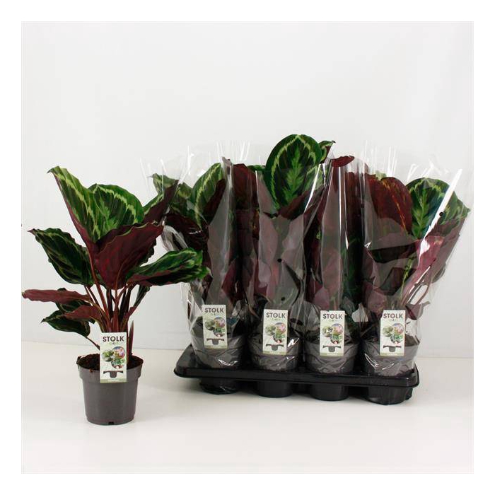 <h4>Calathea Medallion 14Ø 40cm</h4>