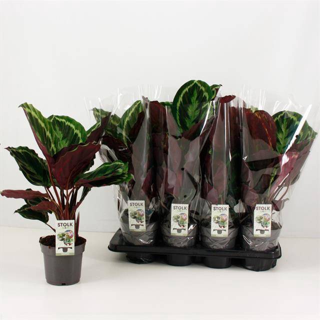 Calathea Medallion 14Ø 40cm