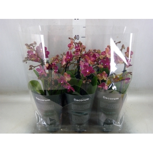 Phalaenopsis multi.   ...red