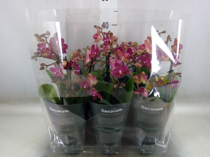 <h4>Phalaenopsis multi.   ...red</h4>