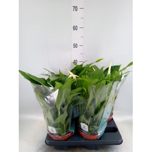 Spathiphyllum  'Pearl Cupido'
