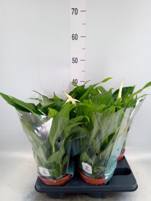 <h4>Spathiphyllum  'Pearl Cupido'</h4>
