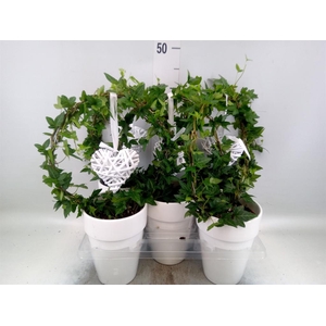 Hedera   ...green leafed