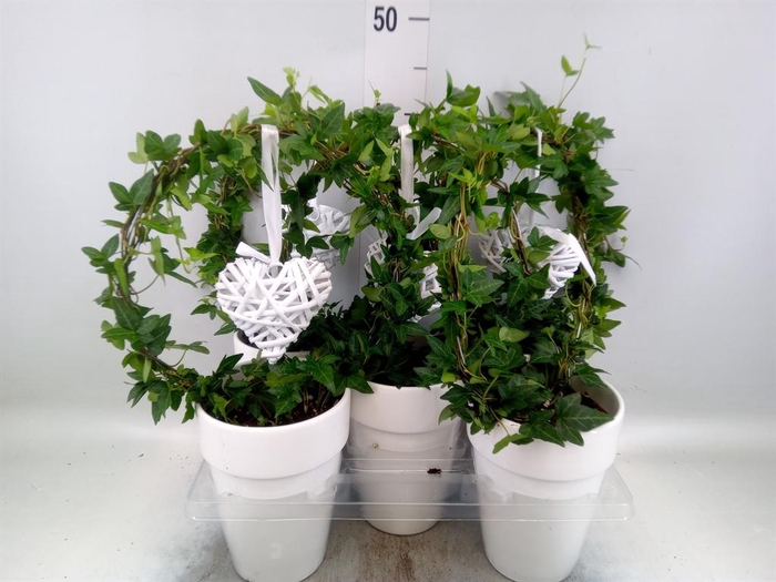 <h4>Hedera   ...green leafed</h4>