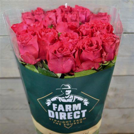<h4>R Gr Expotic Berry</h4>