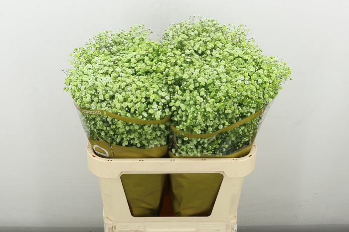 <h4>Gyps Klbh Groen H%</h4>