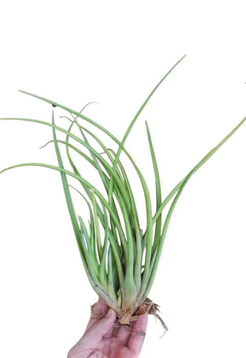 <h4>Tillandsia Melanocrater XL</h4>