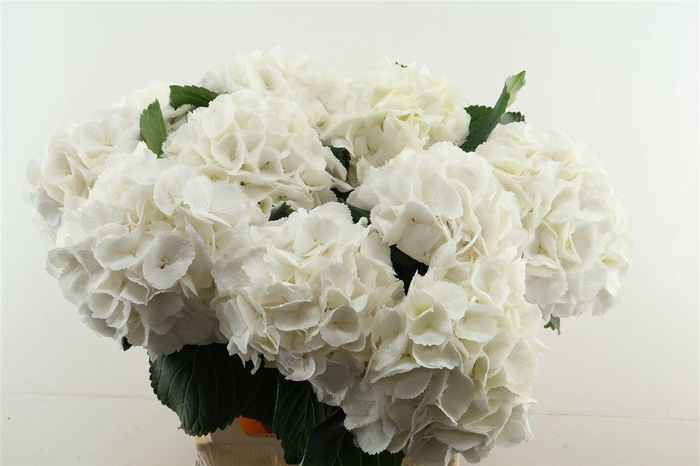 <h4>Hydr M Schneeball 80-23</h4>