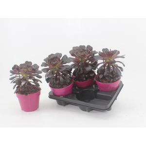 Aeonium arboreum Velours