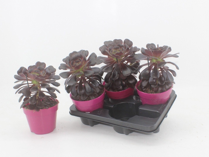 <h4>Aeonium arboreum Velours</h4>