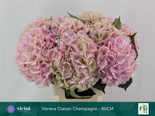 <h4>Hydr Verena Classic Champagne 60 cm Vicini</h4>