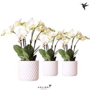 Kolibri Orchids Phalaenopsis Ghent 4 spike in Diamond pot white
