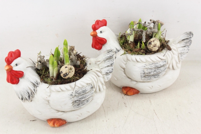 <h4>arr4 Narcis MB - Ker. kip x3</h4>