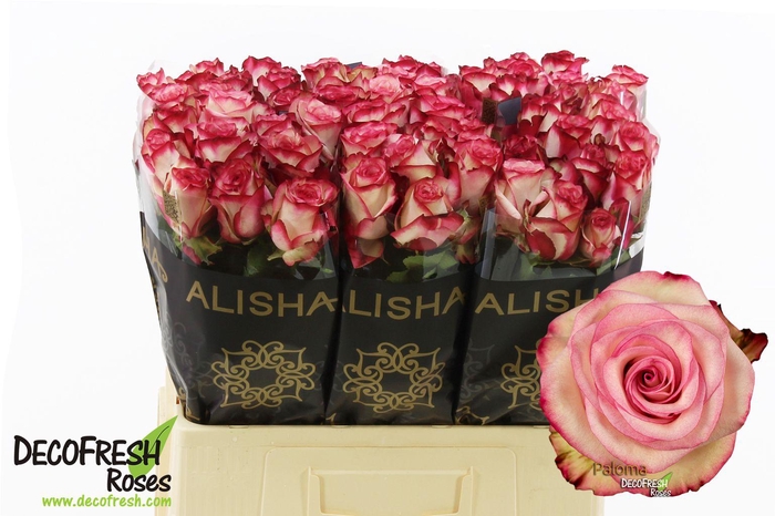 <h4>R Gr Paloma</h4>