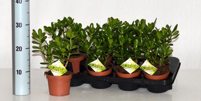 <h4>CRASS OVATA</h4>