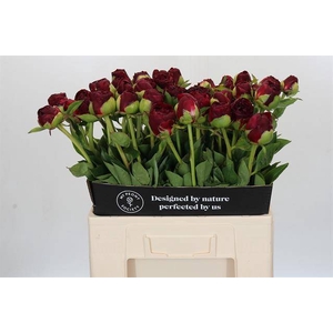 Paeonia ole faithful