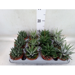 Haworthia   ...mix