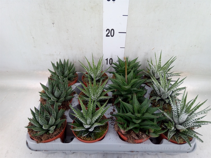 <h4>Haworthia   ...mix</h4>
