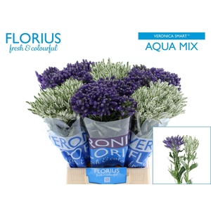 VERON SMART AQUA GEM