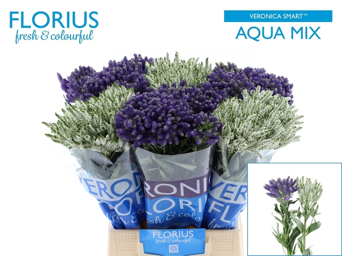 <h4>VERON SMART AQUA GEM</h4>