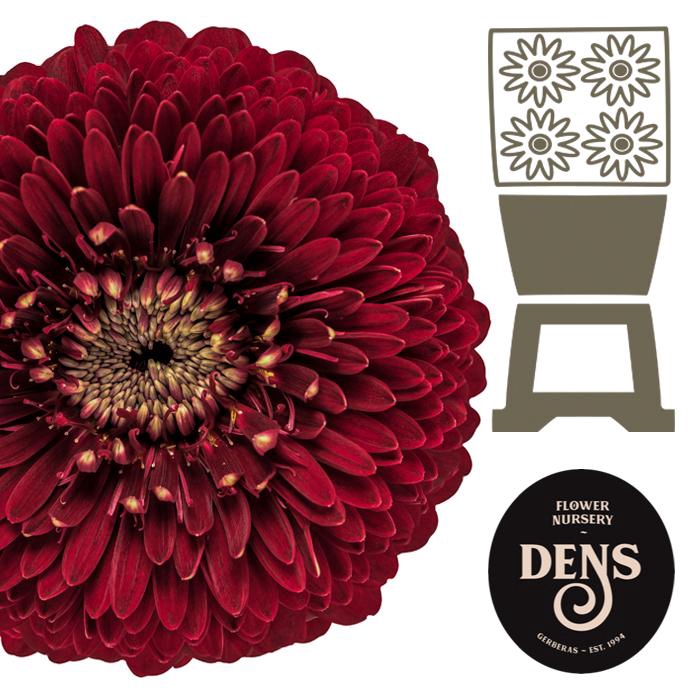 <h4>Germini Pomponi Black Pearl Diamond</h4>