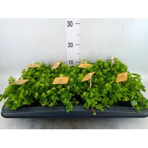 Peperomia rotundifolia