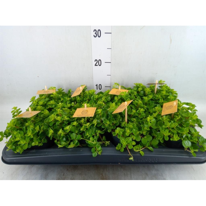 <h4>Peperomia rotundifolia</h4>