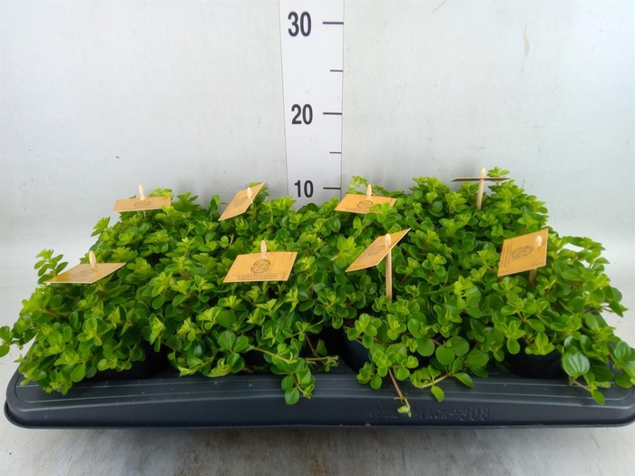 <h4>Peperomia rotundifolia</h4>