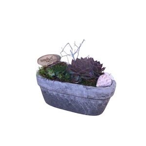 Arr.  Sempervivum L%