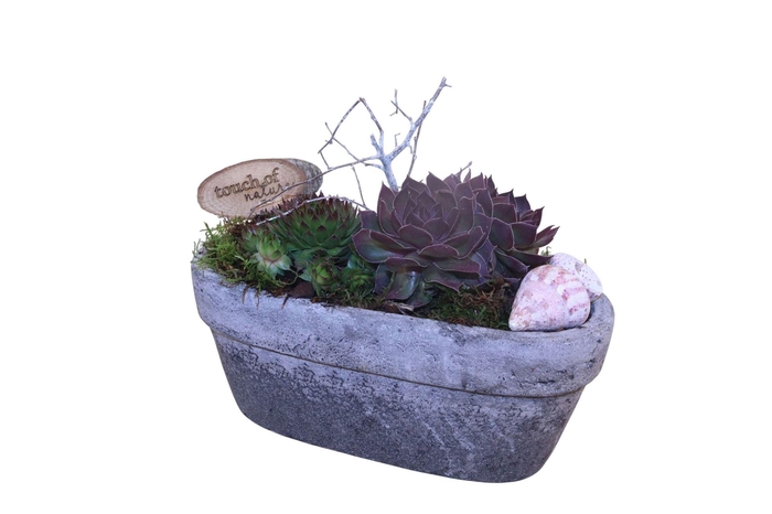<h4>Arr. Sempervivum L%</h4>