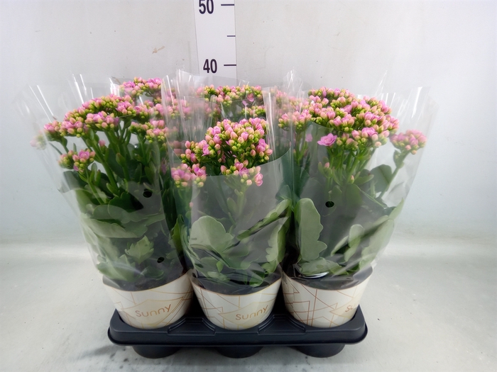 <h4>Kalanchoe  'RoseFlow Graceful Pink'</h4>