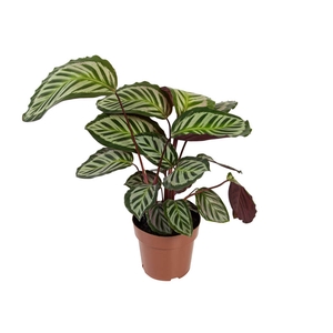 CALATHEA CORA P17