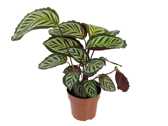 <h4>CALATHEA CORA P17</h4>