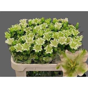 Campanula medium 'Evergreen Single Pink'
