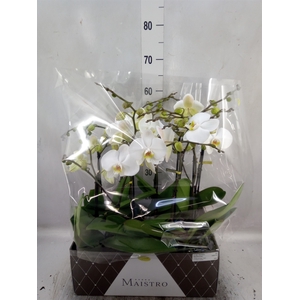 Phalaenopsis   ...white