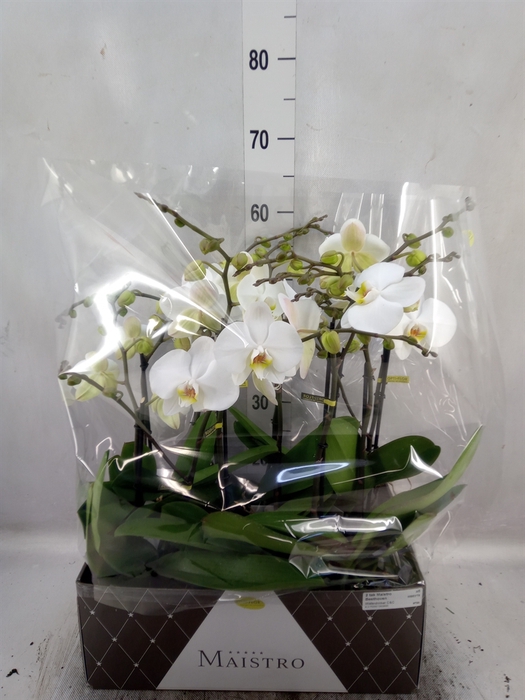 Phalaenopsis   ...white