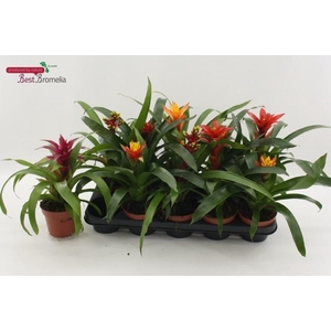 BROMELIA GEM