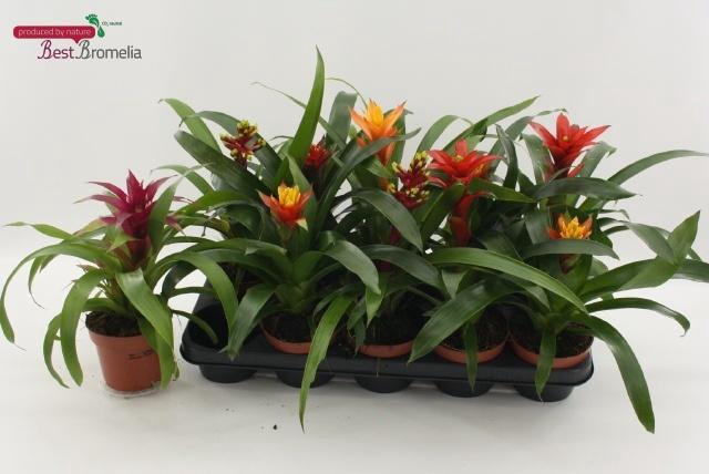 <h4>BROMELIA GEM</h4>