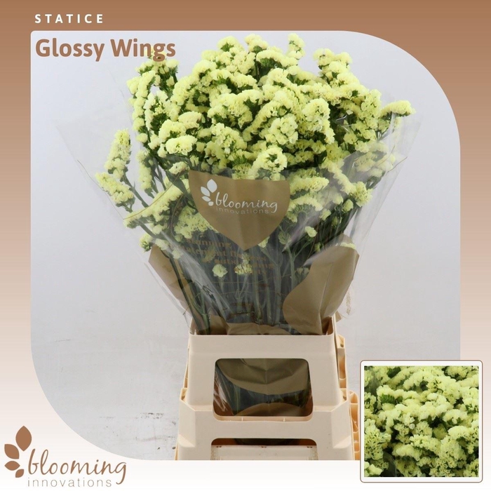 <h4>Statice Glossy Wings</h4>