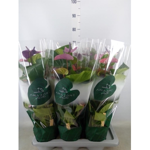 Anthurium andr. 'Cavalli'