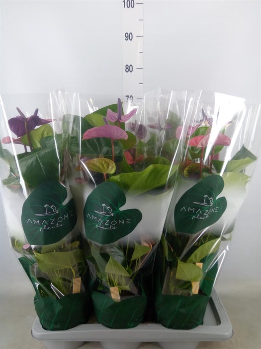 <h4>Anthurium andr. 'Cavalli'</h4>