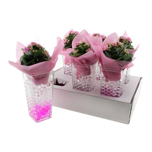 ARR KALAN CALAN ROSA GLASS