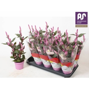 CEL MERIDA PINK