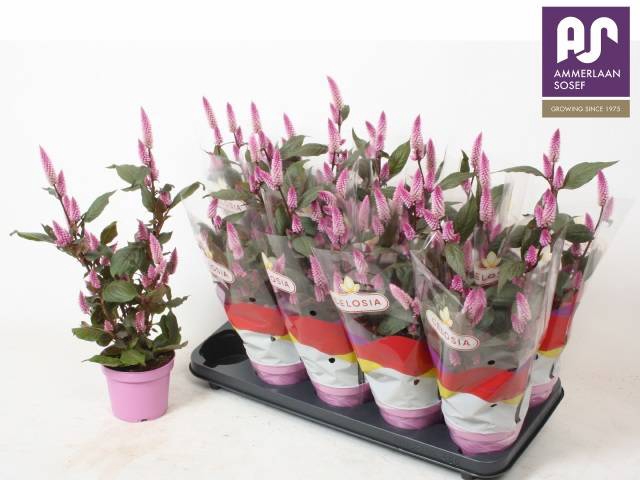 <h4>CEL MERIDA PINK</h4>