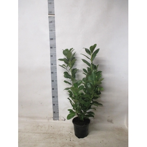 PRUN LA ROTUNDIFOLIA