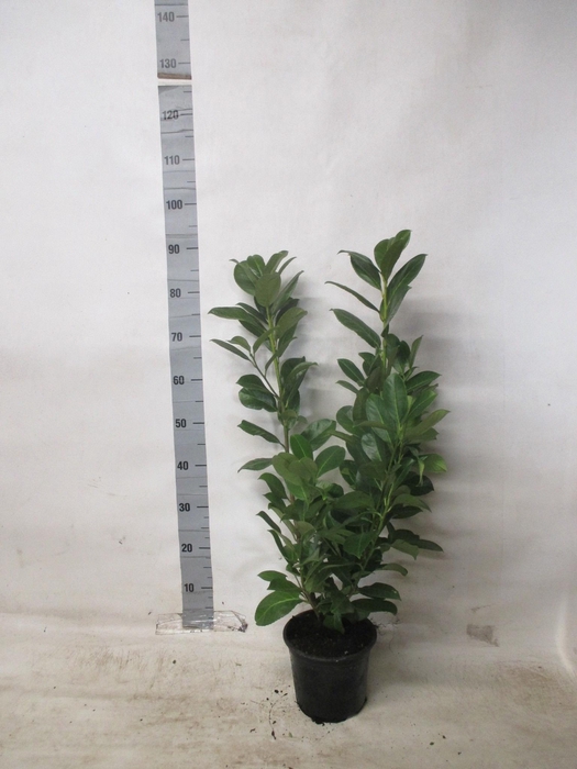 <h4>PRUN LA ROTUNDIFOLIA</h4>