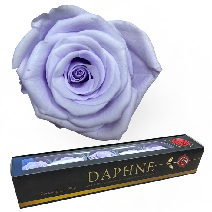 <h4>R Preserved Rosa Baby Lilac Xl</h4>