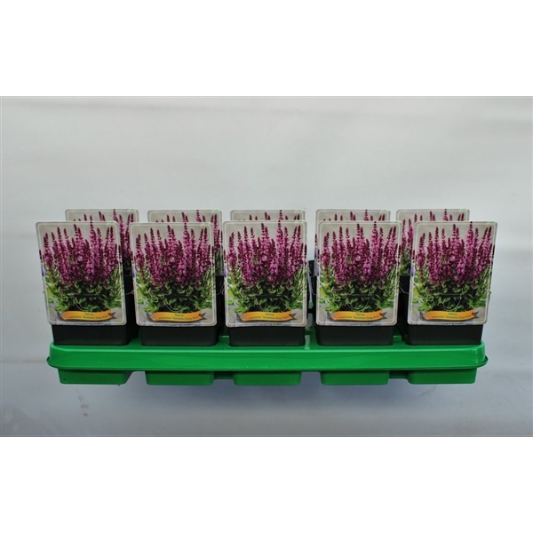 <h4>Salvia nemorosa 'Sensation Deep Rose' P11</h4>