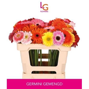 Ge Mi Gem