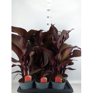 Canna  'Red Velvet'